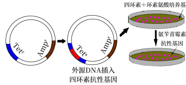抗生素筛选 抗生素筛选